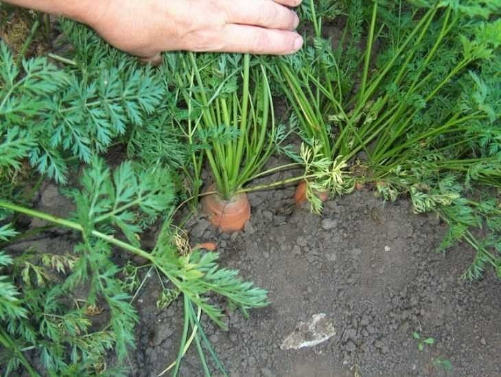 Морковь с ботвой на огороде