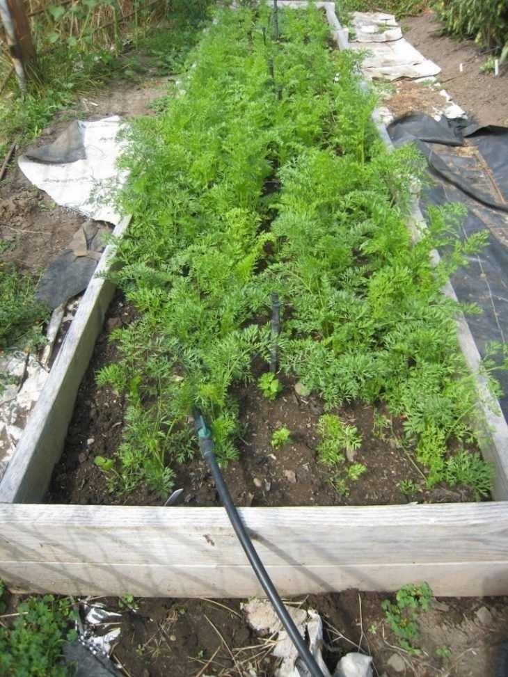 Посадка садовок моркови