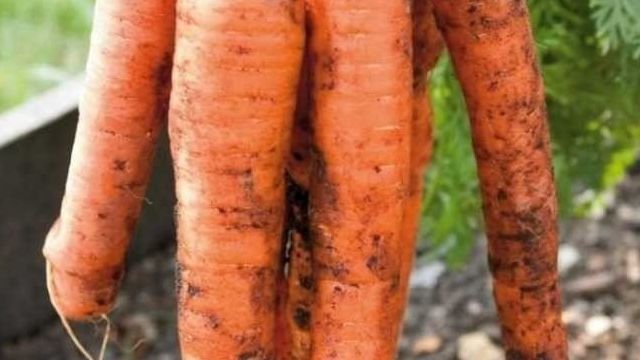 Выращивание моркови — 110 фото выращивания в открытом грунте и в теплице