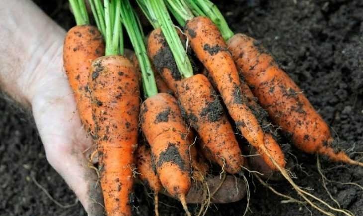 Секреты моркови