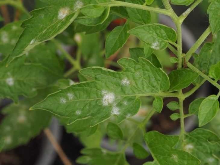 Белая кайма на листьях томатов