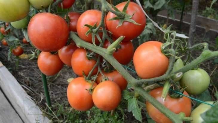 Формирование детерминантных томатов в открытом грунте
