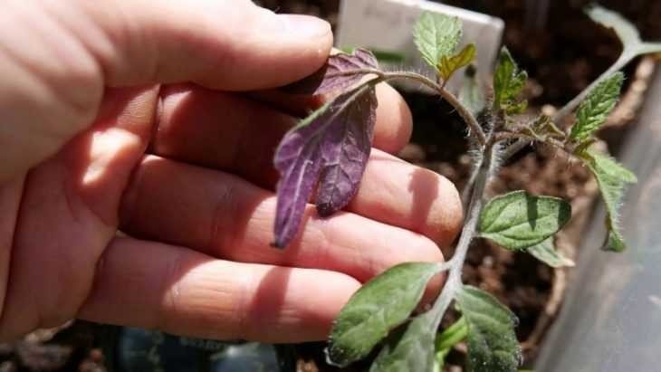 Рассада томатов листья фиолетовые