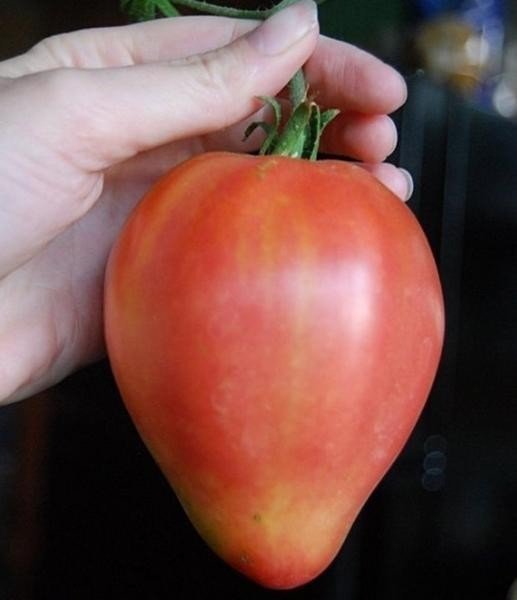 Семена томат лентяйка