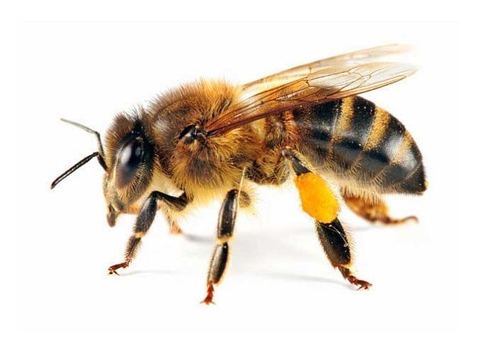 Пчелы на белом фоне