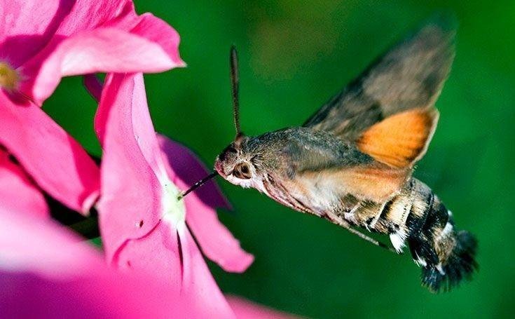 Бабочка бражник хоботник