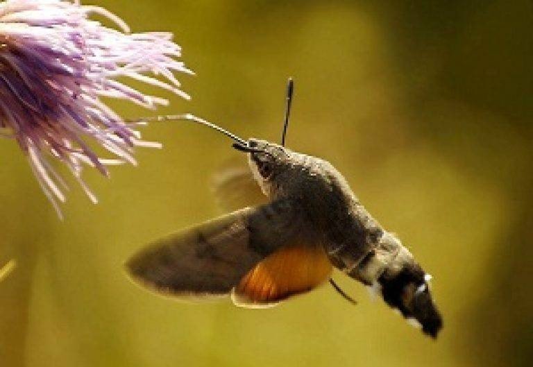 Бабочка бражник колибри гусеница
