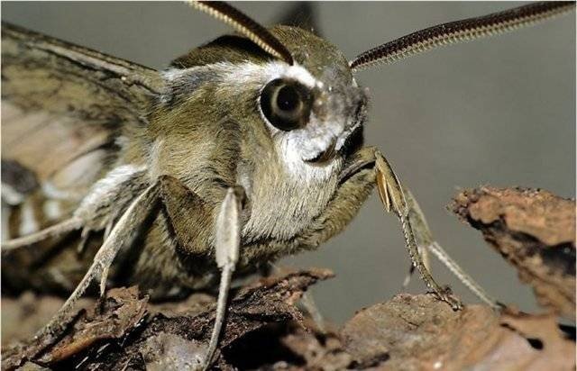 Бабочка бражник колибри