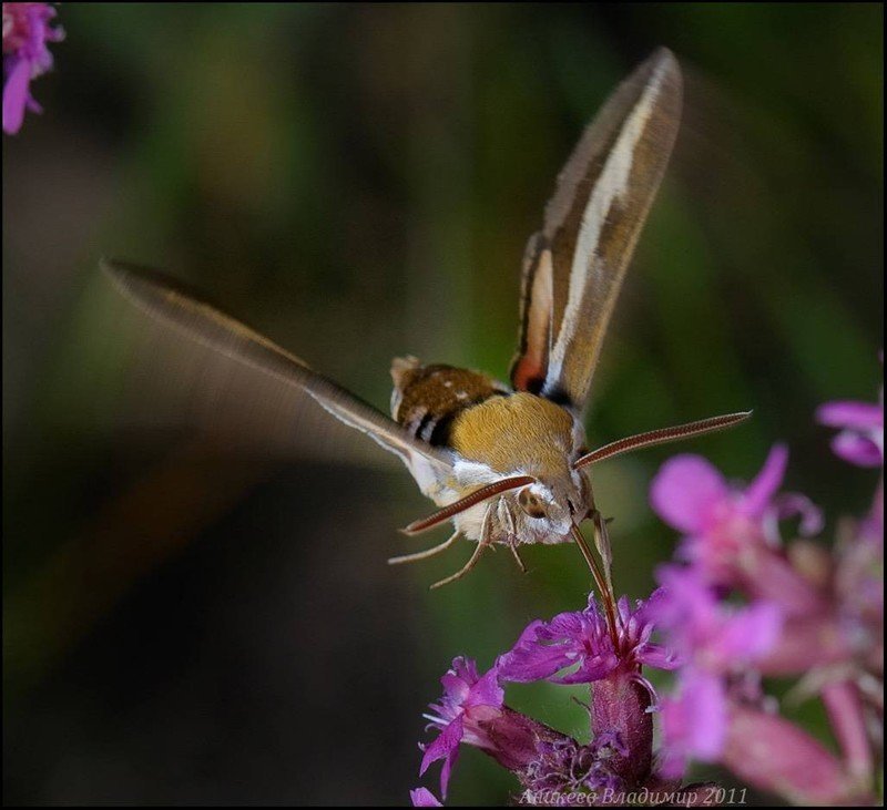 Бабочка бражник колибри средней полосы