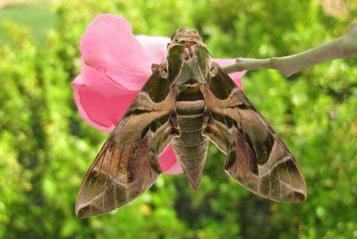 Бабочка олеандровый бражник