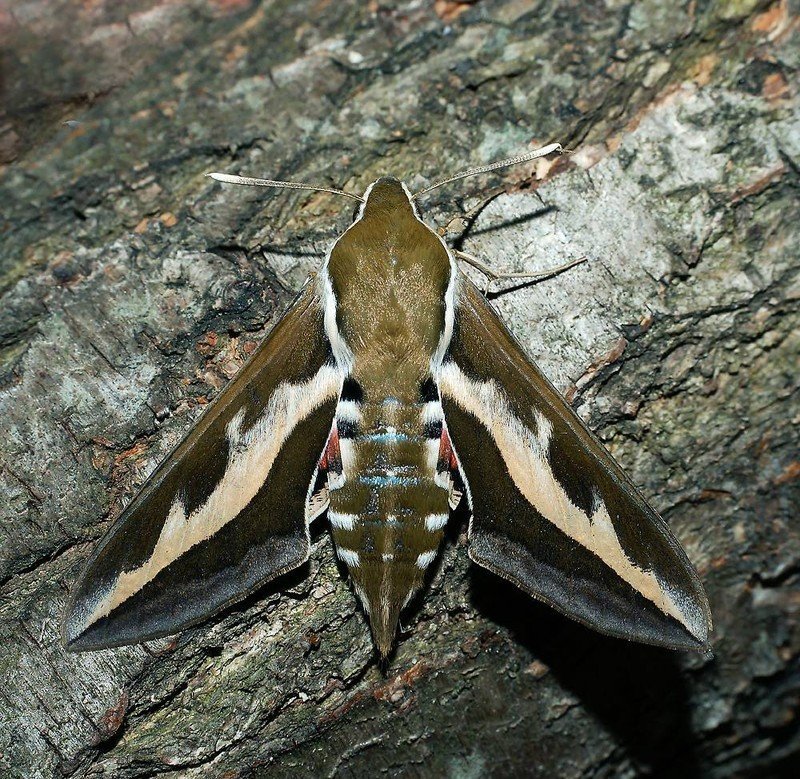 Ночная бабочка бражник подмаренниковый