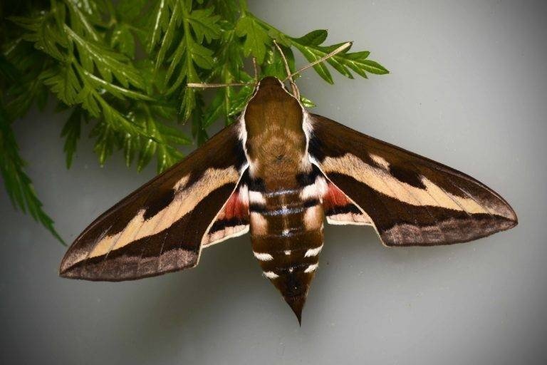 Ночная бабочка бражник подмаренниковый