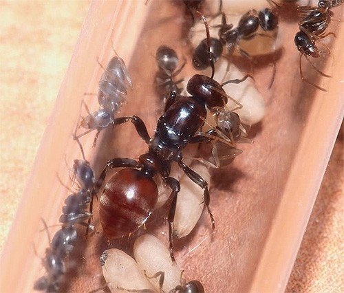 Как выглядит матка домашнего муравья