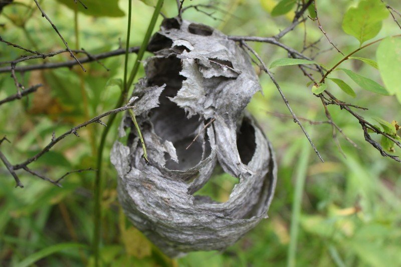 Осиное гнездо в природе