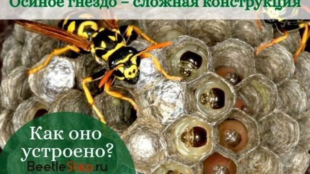 Гнездо осы: строение и уникальные свойства