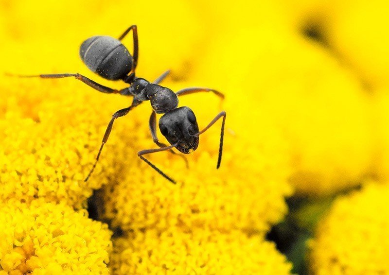Черные муравьи в цветах