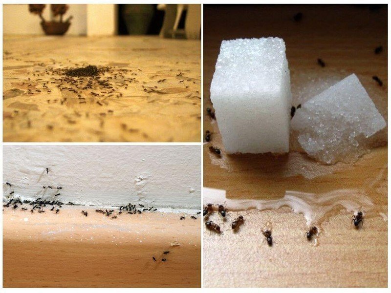Домашние муравьи в квартире