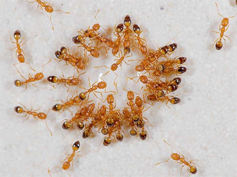 Маленькие рыжие муравьи в квартире