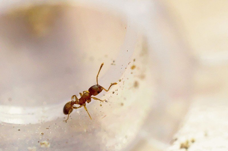 Рыжие муравьи в квартире