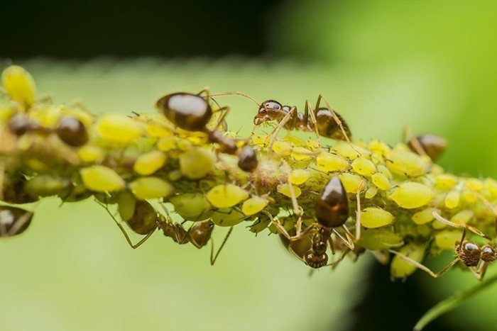 Тля и муравьи на вишне