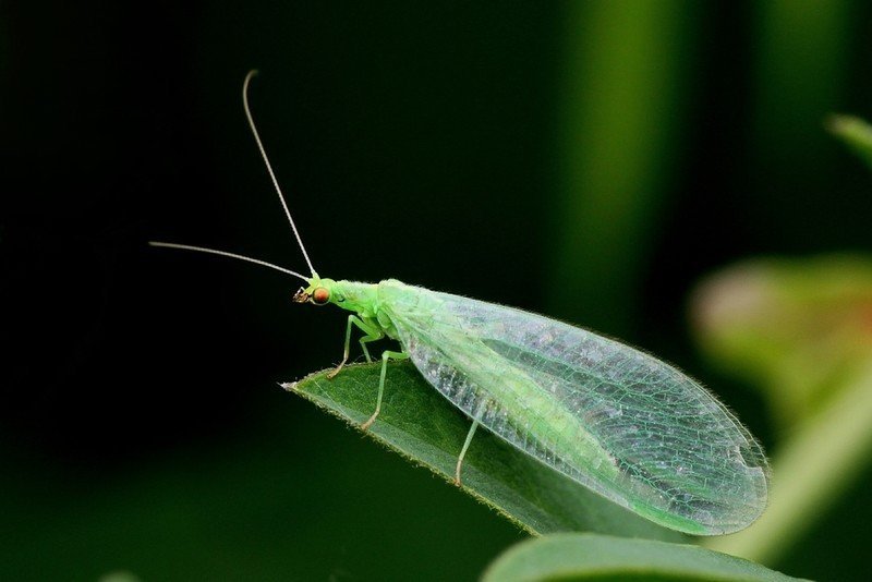 Зеленое насекомое с прозрачными крыльями