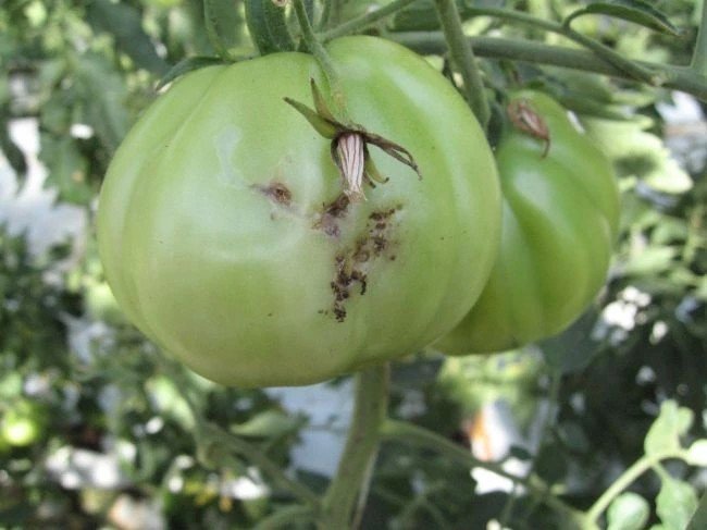 Южноамериканская томатная моль