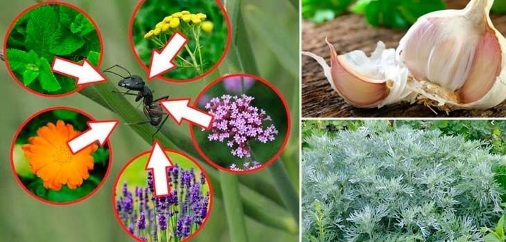 Посадка отпугивающих растений от комаров
