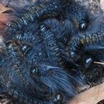 Опасные гусеницы: 8 прекрасных и ядовитых представителей