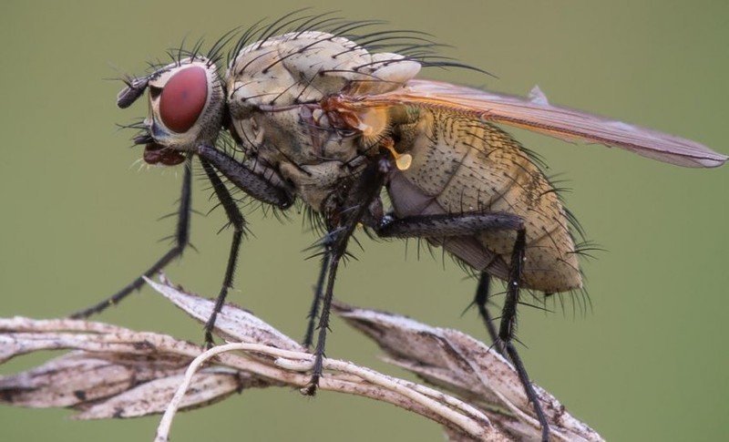 Луковая муха методы борьбы