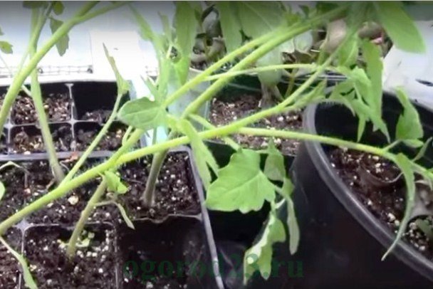 Истончение стебля рассады томатов