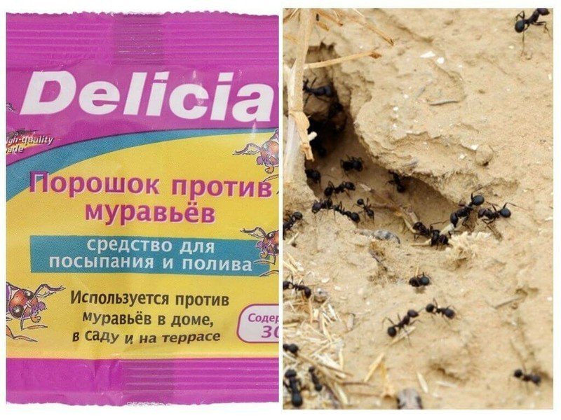 Delicia уничтожает муравьев с первого раза