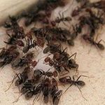 Рецепты с борной кислотой для борьбы с муравьями в квартире