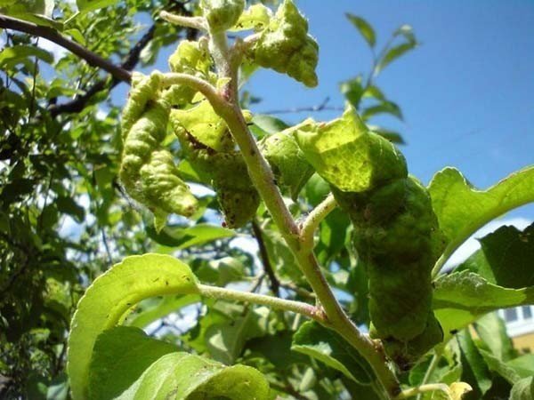 Курчавость листьев персика препараты