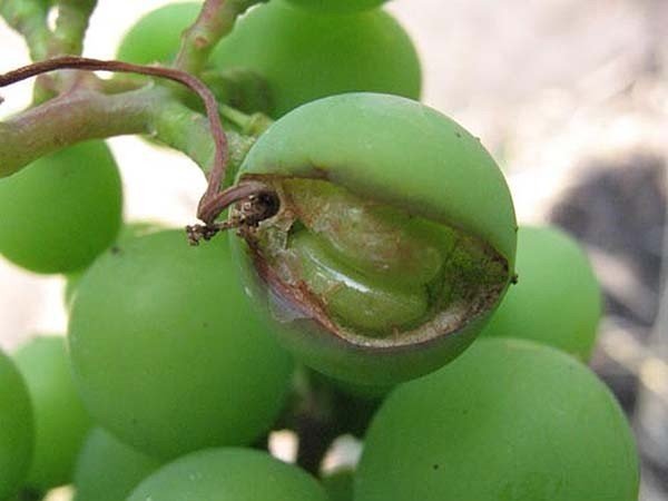 Альтернариоз винограда на ягодах