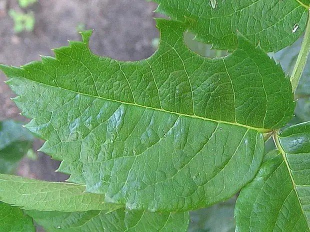 Зеленый лист с прожилками
