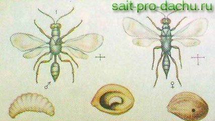 Строение насекомого энтомология