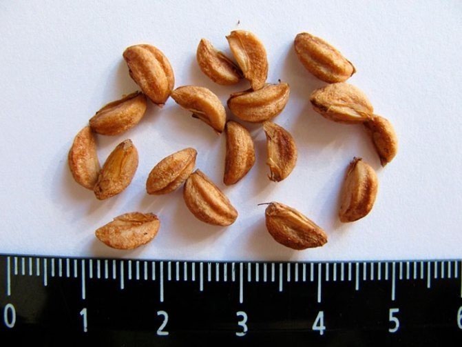 Семена боярышника сибирского