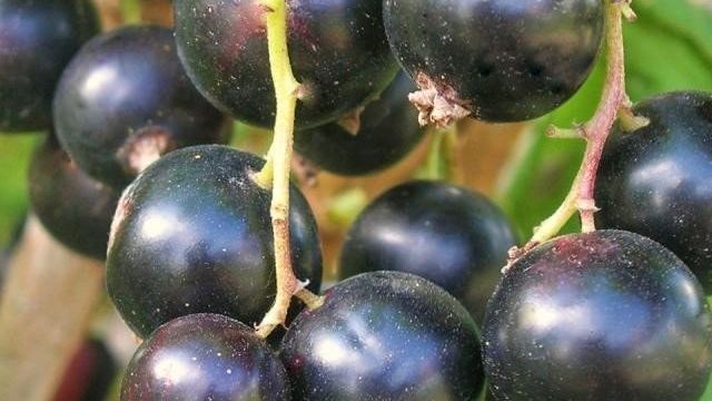 Чёрная смородина Пигмей: уральская стойкость растения и южная нежность ягод