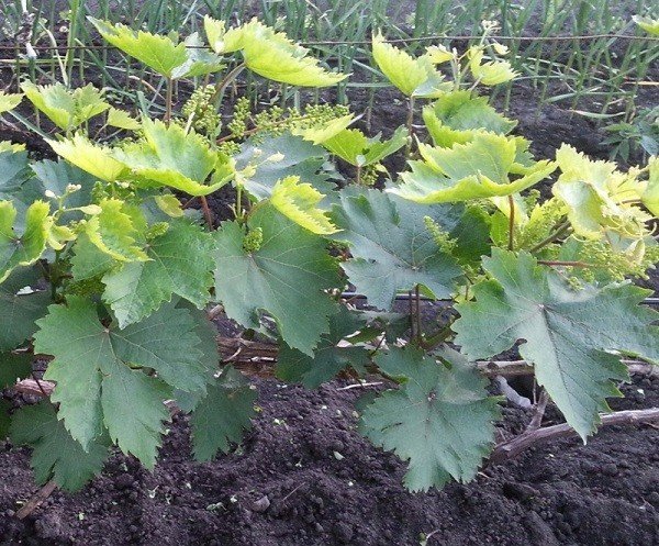 Листья сортов винограда