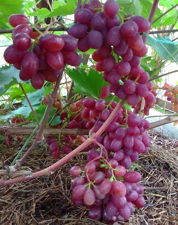 Сорт арочный виноград