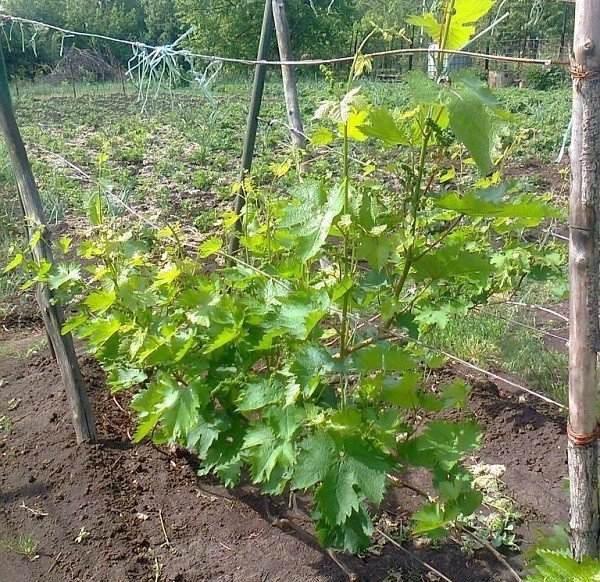 Виноград малина кабачки