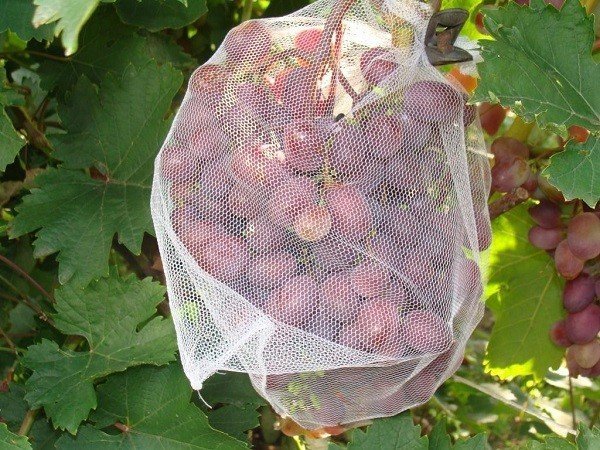 Защита винограда от птиц и ос
