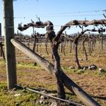 Обрезка винограда без сучка замещения — Приусадебное виноградарство Беларуси