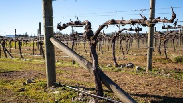 Обрезка винограда без сучка замещения — Приусадебное виноградарство Беларуси
