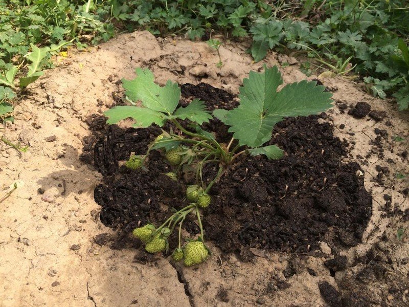 Клубника удобрение перегноем компостом