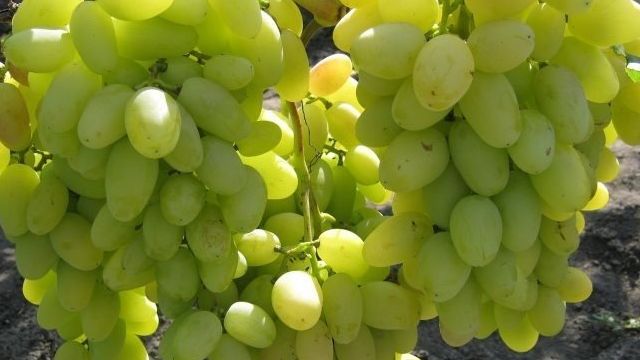 Описание сорта винограда Аркадия