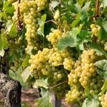 Описание венгерского сорта винограда