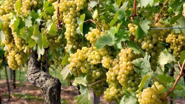 Описание венгерского сорта винограда