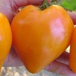 Подарок из Европы — томат Немецкая красная и оранжевая клубника на вашем огороде