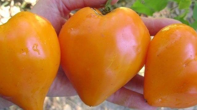 Подарок из Европы — томат Немецкая красная и оранжевая клубника на вашем огороде
